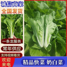精品快菜，小白菜。一手货源质量保证