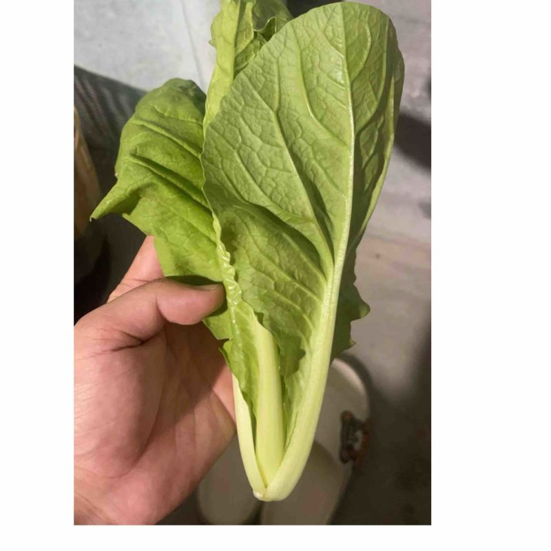 精品快菜，小白菜。一手货源质量保证