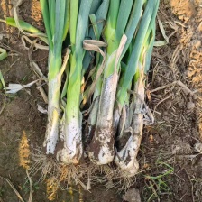 内蒙<font color=red>大葱</font>