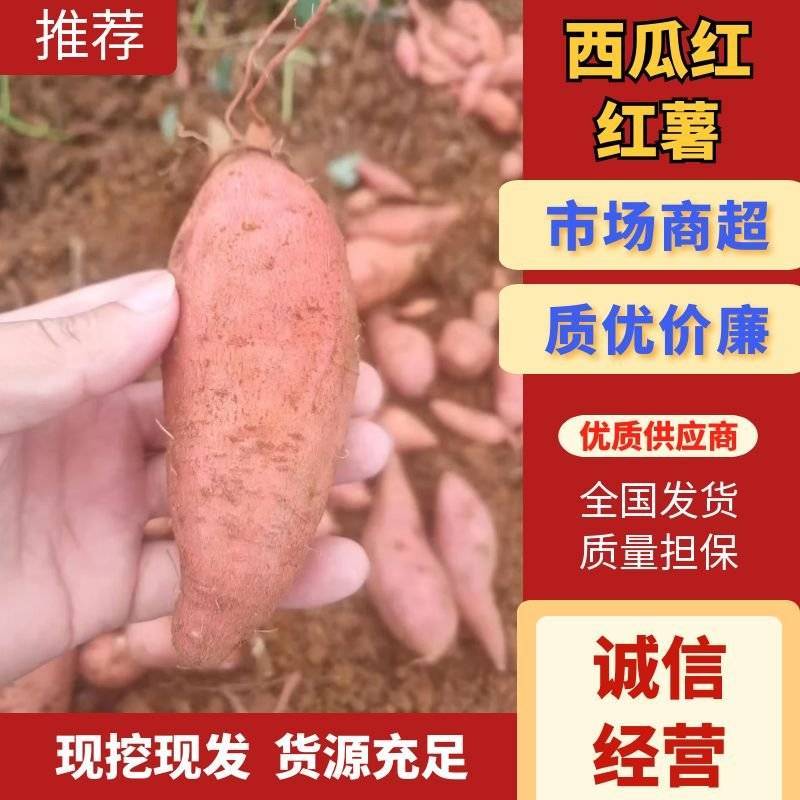 【电商推荐】广西红薯/产地货源/常年供应/市场商超电商