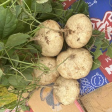 湛江雷州凉薯，产地批发