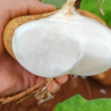 湛江雷州凉薯，产地批发