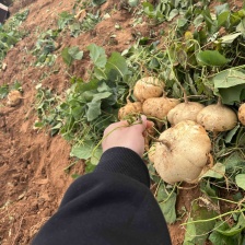 湛江雷州凉薯，产地批发