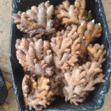 高地黄土二黄姜