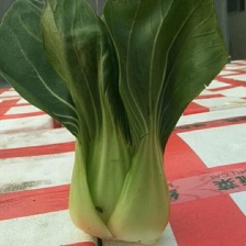 【推荐】精品上海青产地直供，一条龙服务，大量供应大中小颗