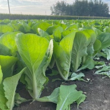 优质快菜大量供应 产地货源充足 代发全国