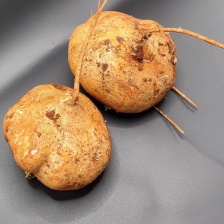 红沙土凉薯，产地批发，一手货源