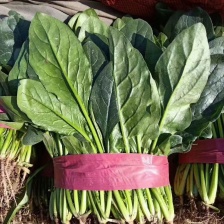 精品菠菜，大量现货，有需要的可以与我联系