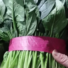 精品菠菜，大量现货，有需要的可以与我联系