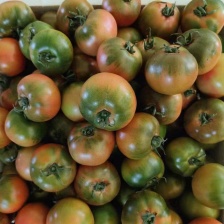 山东辽宁草莓柿子口感番茄大量现货绿腚柿子鹰爪柿子基地