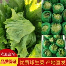 精品意大利生菜