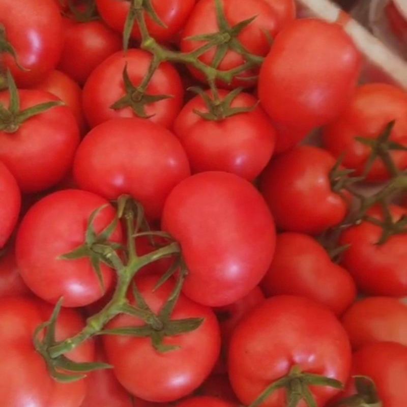 河北精品硬粉<font color=red>西红柿</font>大量供应，可对接电