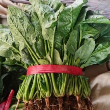 小叶菠菜，大小颗都有，南京，上海，