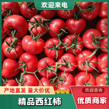 硬粉西红柿 高山大棚货 品质不用怀疑 以质论价