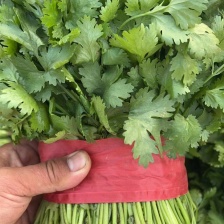 精品<font color=red>香菜</font>