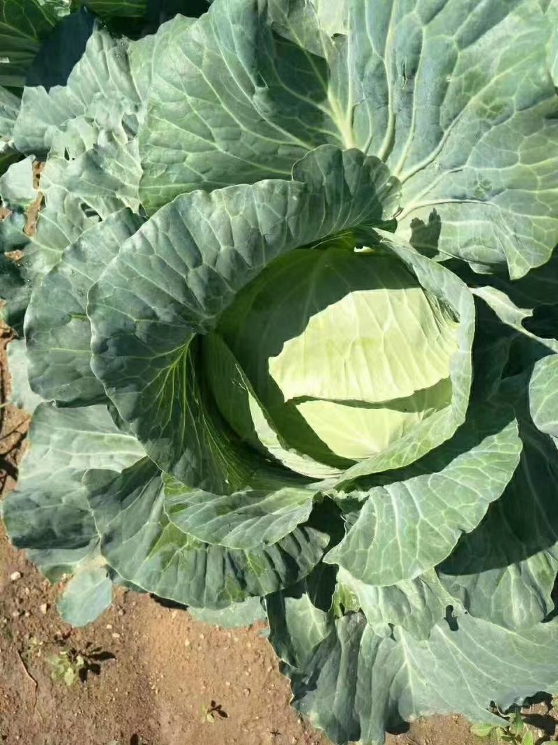 扁包菜 产地看货采摘，保质保量，欢迎咨询