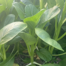 汉川灿林生鲜果蔬批发