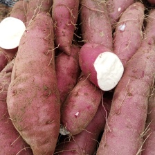 商薯19大量现货，淀粉薯