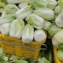 河南商丘优质娃娃菜大量供应，产地直发，品类齐全，全国发货