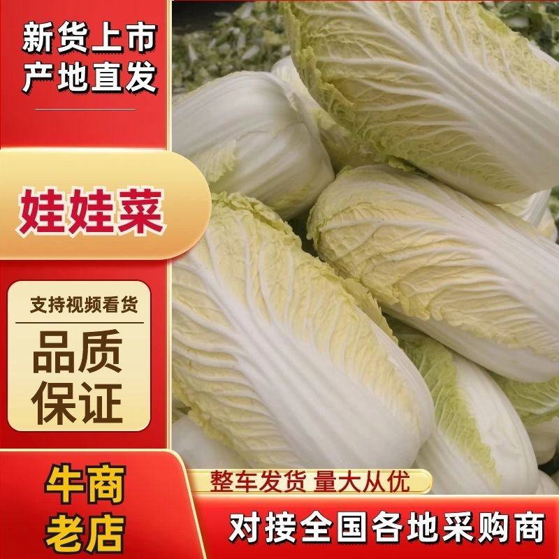 河南商丘优质娃娃菜大量供应，产地直发，品类齐全，全国发货