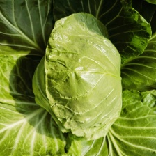 甜心小甘蓝，自有基地，全年供应，一手货源，欢迎来询