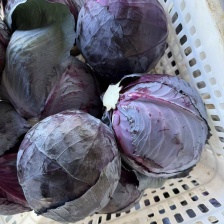 甜心小甘蓝，自有基地，全年供应，一手货源，欢迎来询