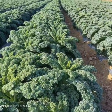 甜心小甘蓝，自有基地，全年供应，一手货源，欢迎来询