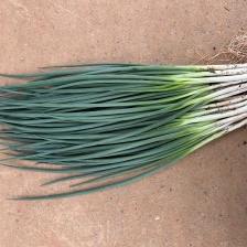 小葱，河北昌黎精品小葱供应全国各大市场超市