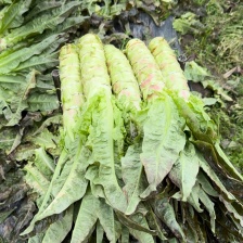 【优质商家】精品红莴笋红尖叶莴笋，红尖叶红皮欢迎来电咨询