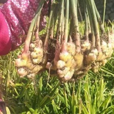 窖藏小黄姜，沙土水洗，电商，市场，商