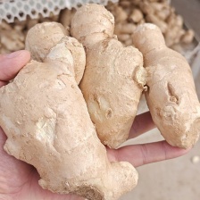 窖藏小黄姜，沙土水洗，电商，市场，商超，出口，全国发货！