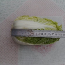 【北京3号白菜】白菜，可直接食用