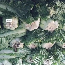 【北京3号白菜】白菜，可直接食用