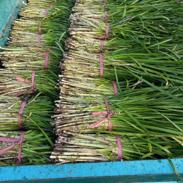 毛韭菜将上市，根粗叶绿 量大从优 价格实惠 欢迎