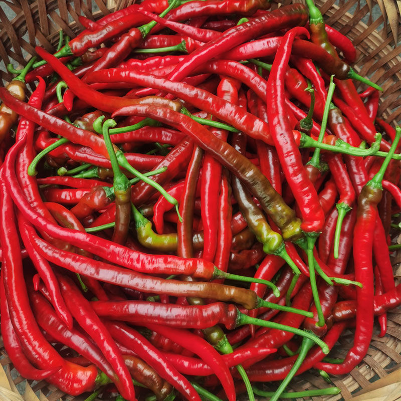 红线椒产地发货大量上市价格便宜欢迎联系咨询采购