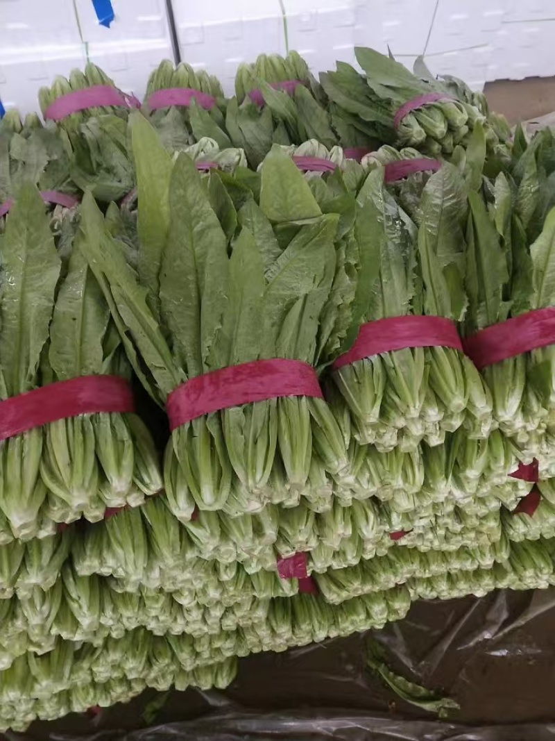 【当季鲜蔬】河北精品油麦菜，基地大量新鲜供应，代发全国