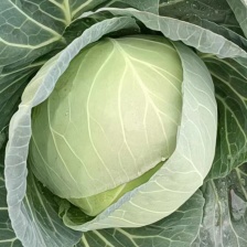 【当季鲜蔬】河北精品油麦菜，基地大量新鲜供应，代发全国