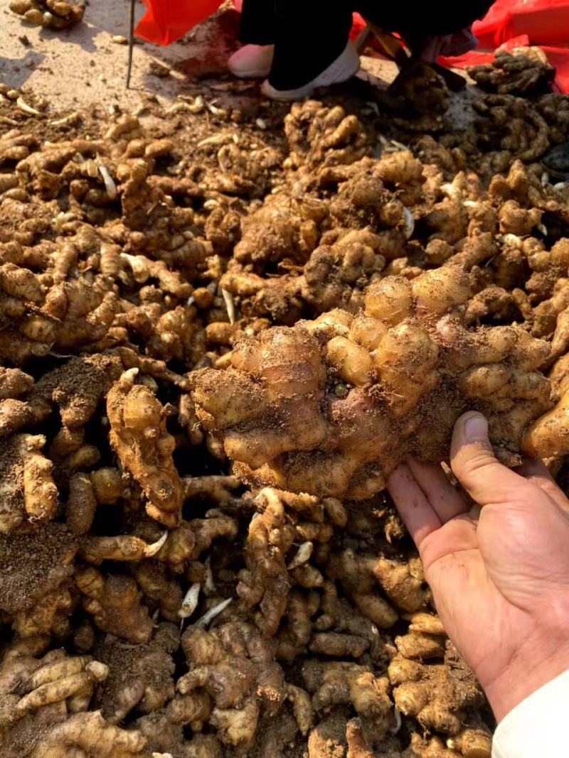 小黄姜  电商货 市场货 商超货 按需加工 可实地考察