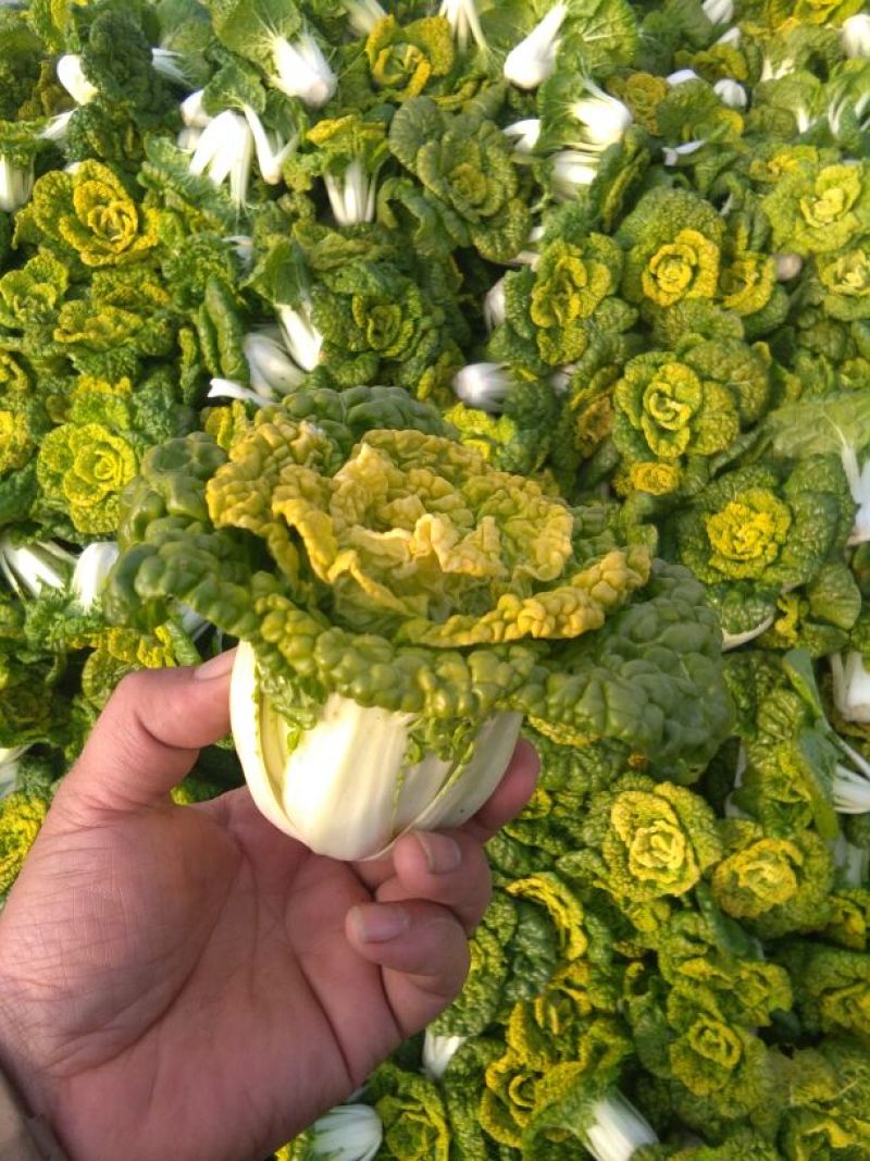 黄心菜 专业全国发货，实力雄厚，专业团队，质量有保证