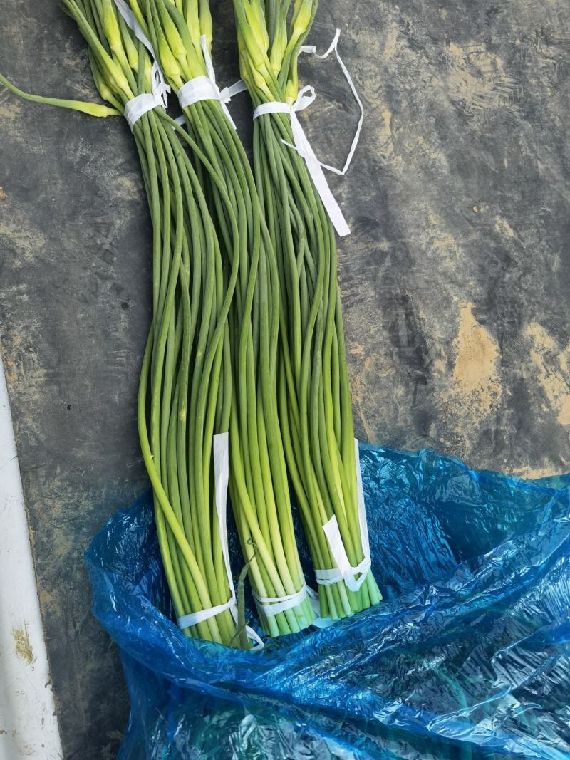 精品蒜苔 常年有货 适合各大超市 电商 学校食堂 加工厂