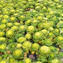 诚信做人用心做菜！专业从事黄心菜20年！期待与您合作共赢