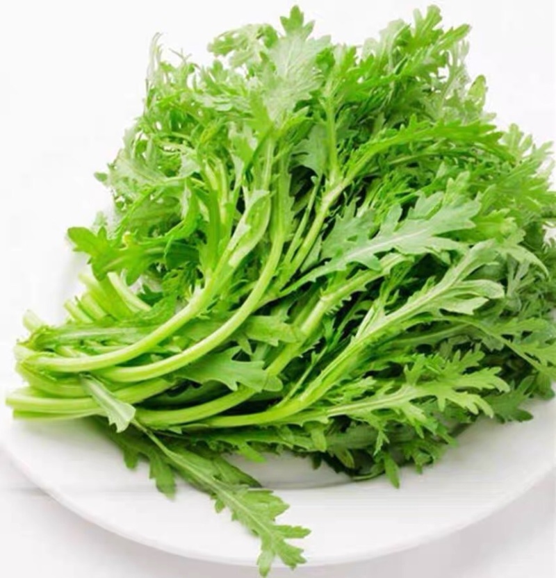 茼蒿 山东寿光 大量上市  自产自销 产地直供