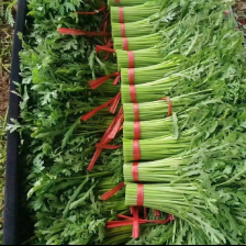 茼蒿 山东寿光 大量上市  自产自销 产地直供