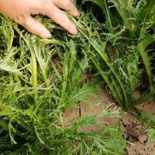 雪里红 雪里蕻 芥菜 雪菜 鲜菜 市场货 加工厂货