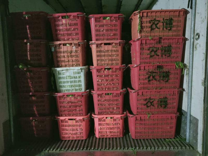 雪里红 雪里蕻 芥菜 雪菜 鲜菜 市场货 加工厂货