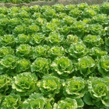 精品【生菜】对接电商 市场 商超等各类客户欢迎咨询