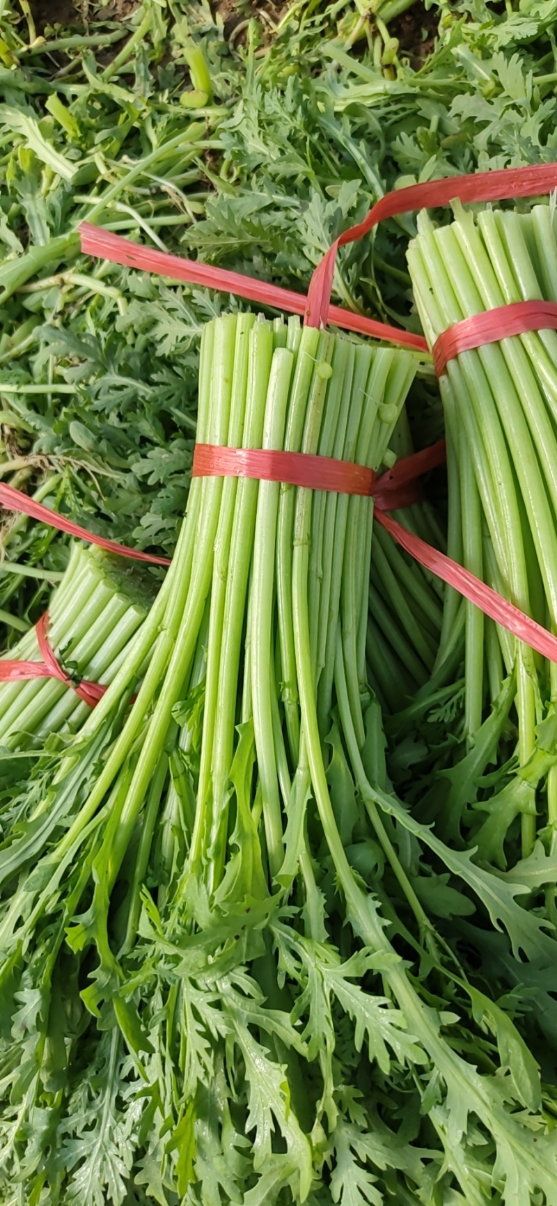 山东潍坊茼蒿大量有货，质量好，货源足，大量供应，各种客户