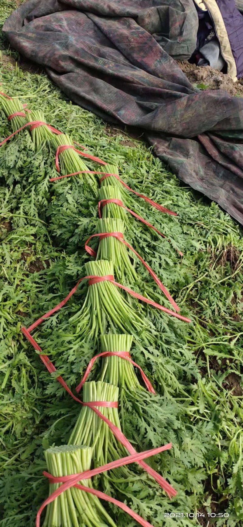 【产地直发】山东精品茼蒿 大量上市商超品质全国发货