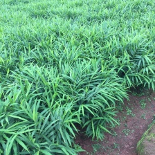 姜【<font color=red>生姜</font>】诚信经营，小黄姜 客户至上