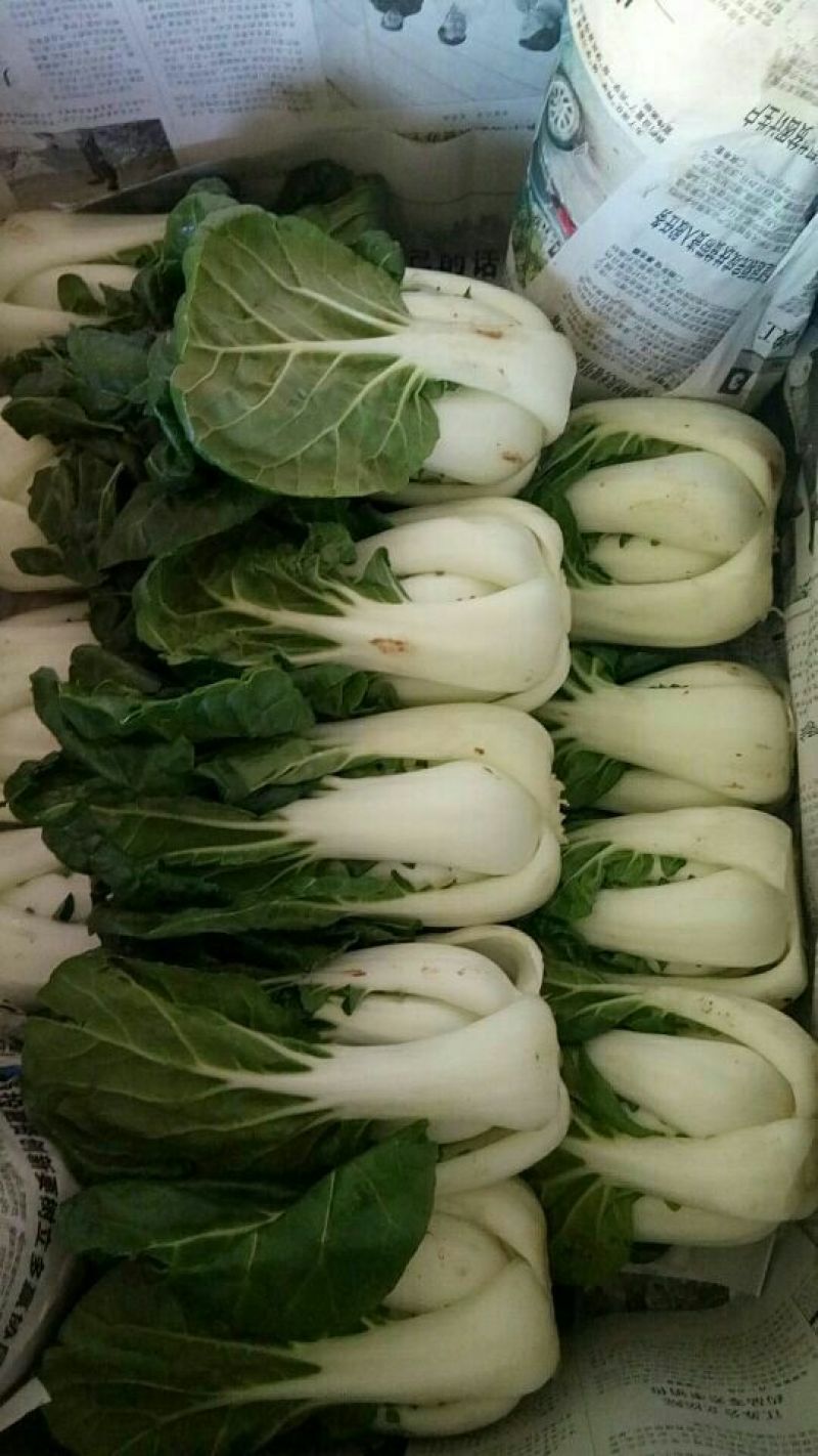 奶白菜 净菜 2~3斤